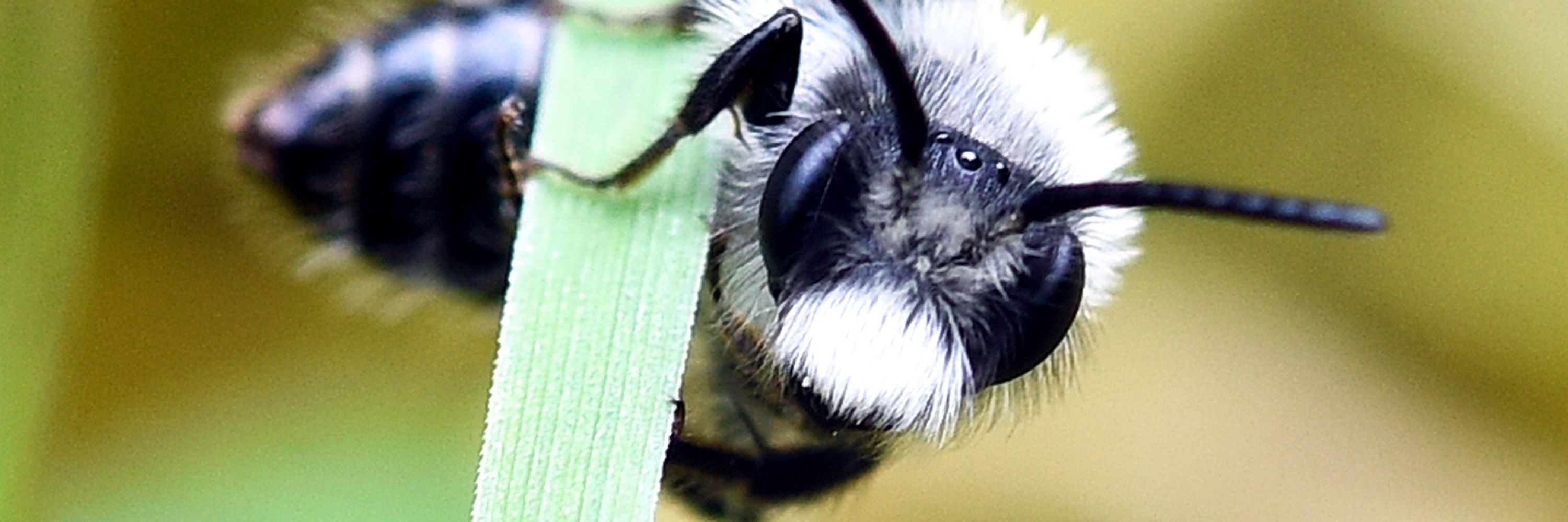 The Bee Guy