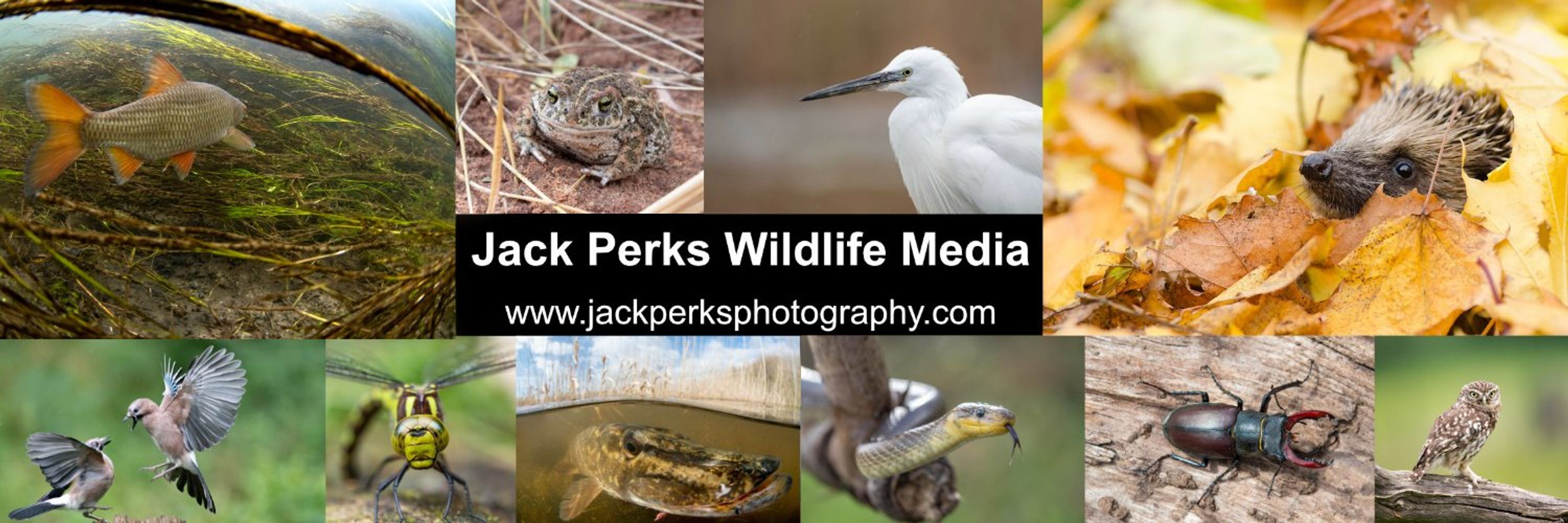 Jack Perks