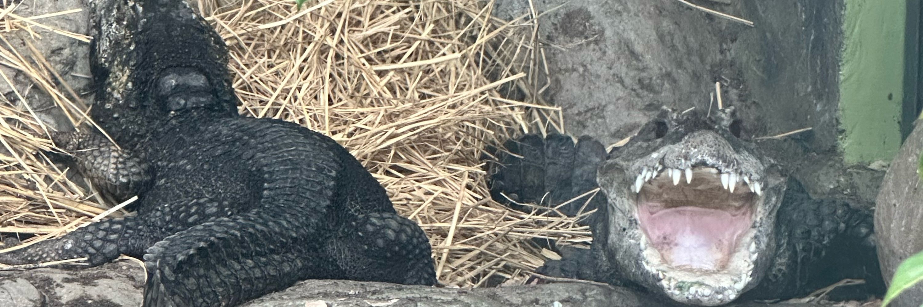 チェビー
