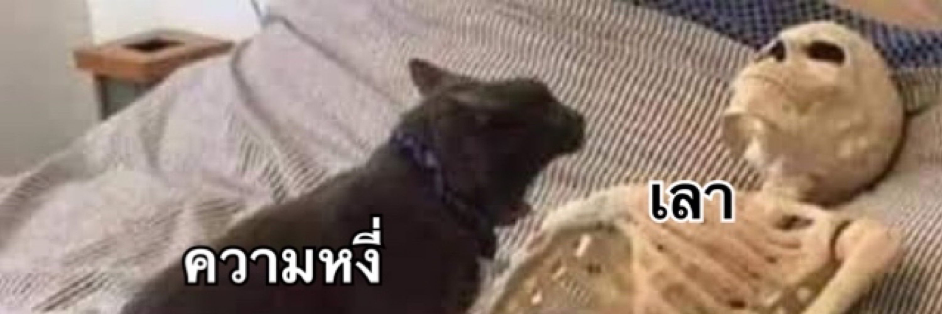 PAL ณ บลูสกาย