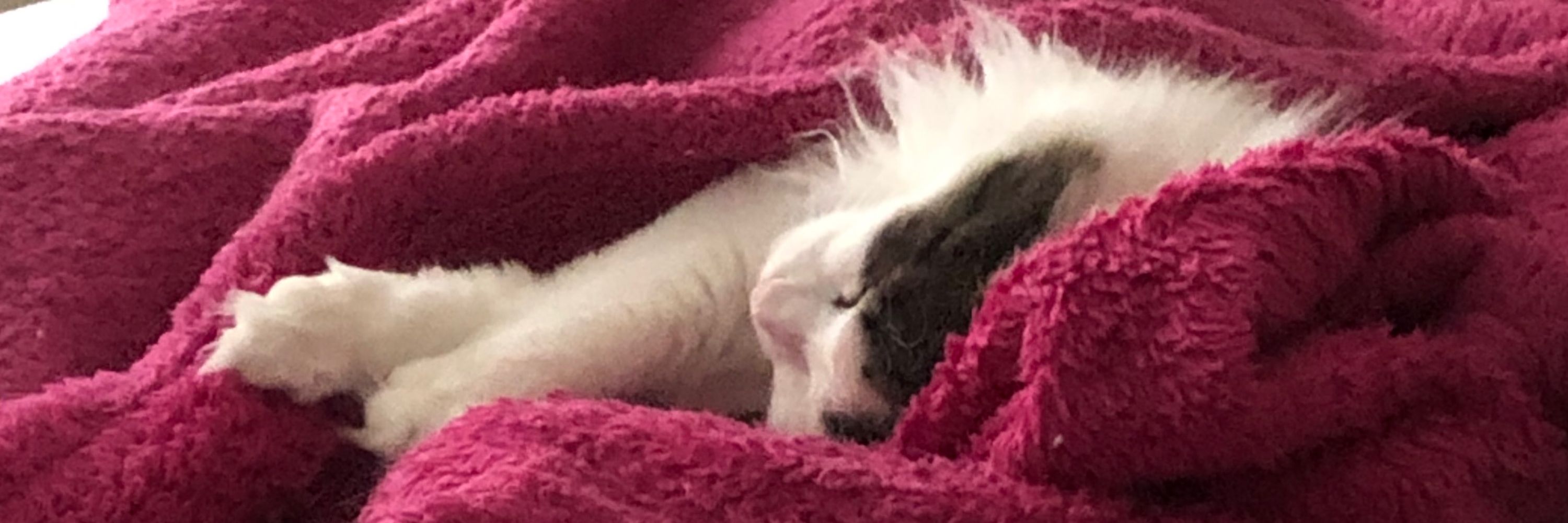 Tiny Panini
