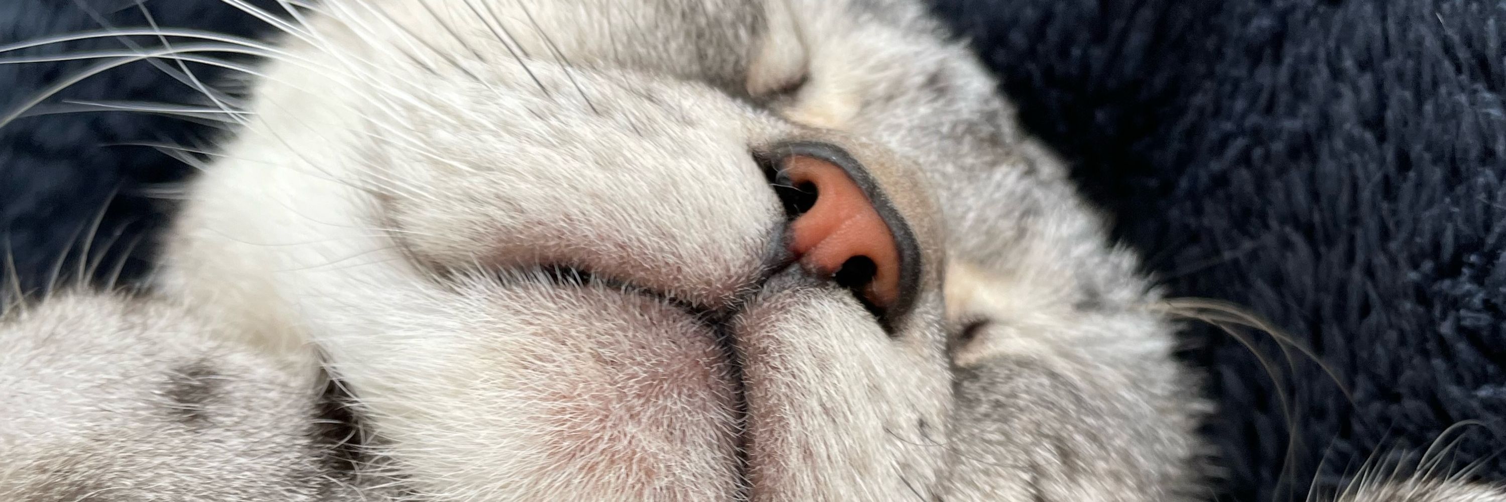 ぬまとこ(福猫)