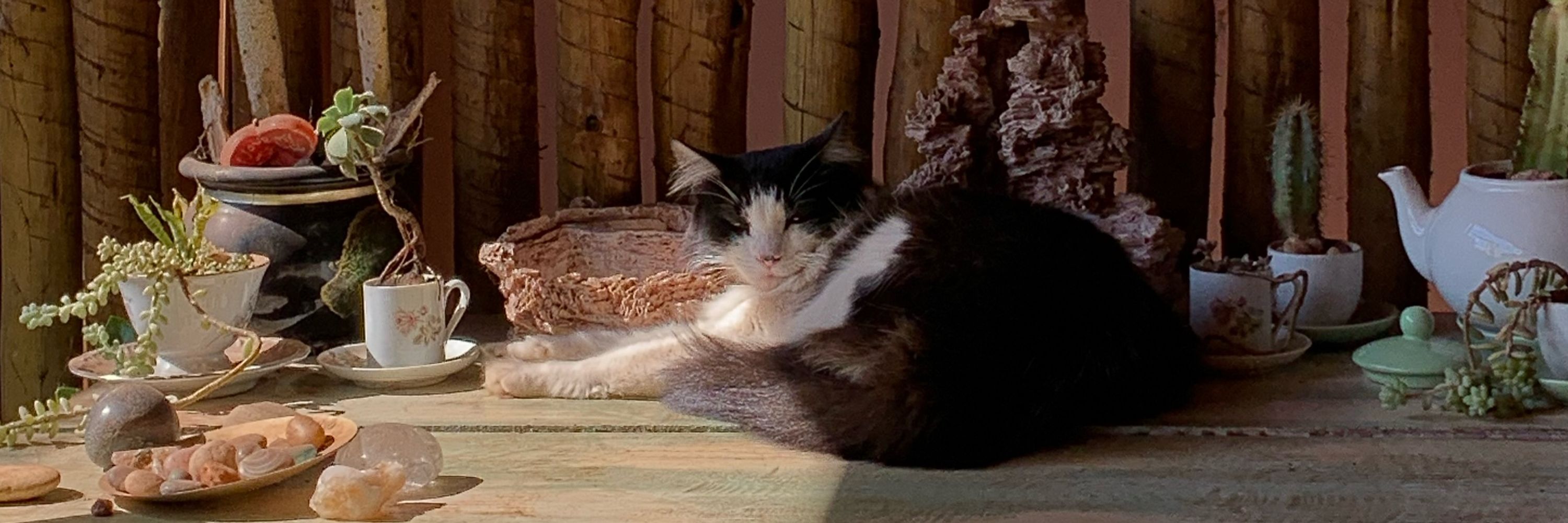 elisa