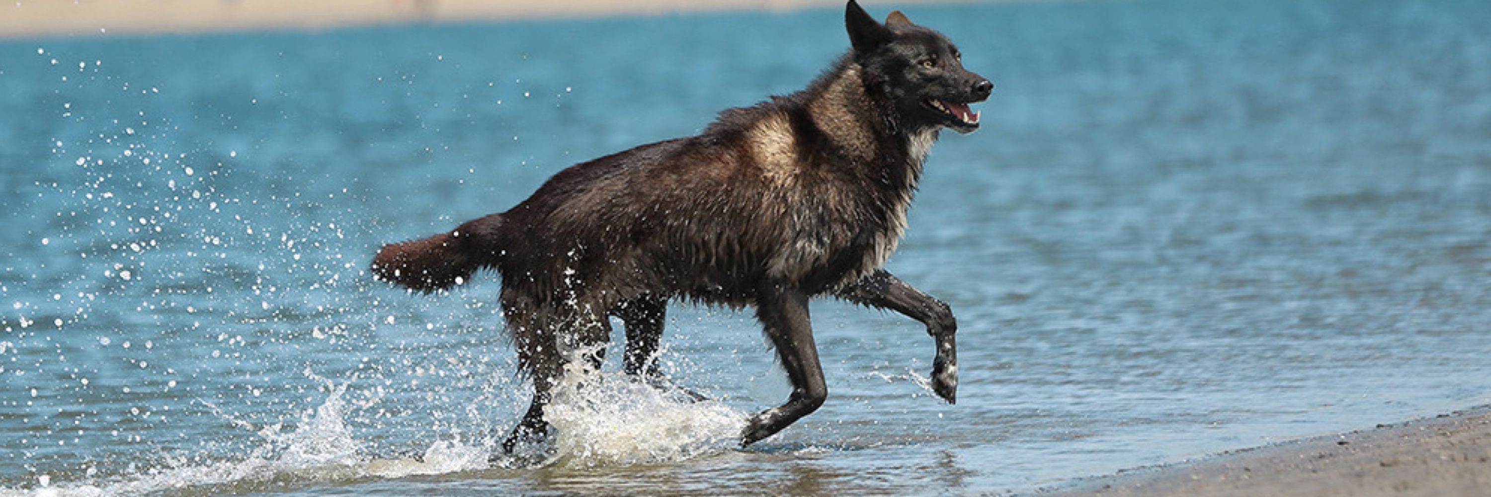 🐺🐾🌈☀️🌿💓🌕🌎✨🌊🏝️ RennWolf/Chicory