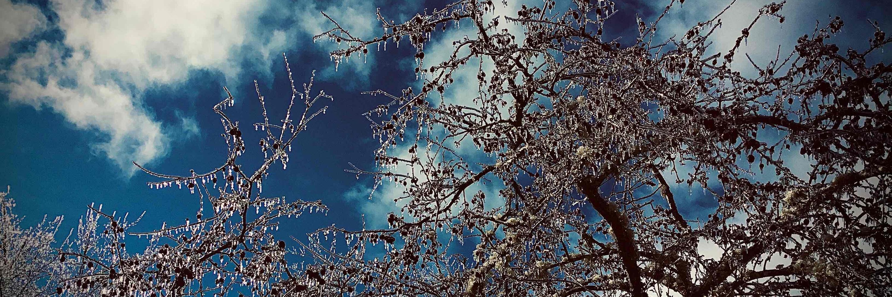 Naycher 🌿