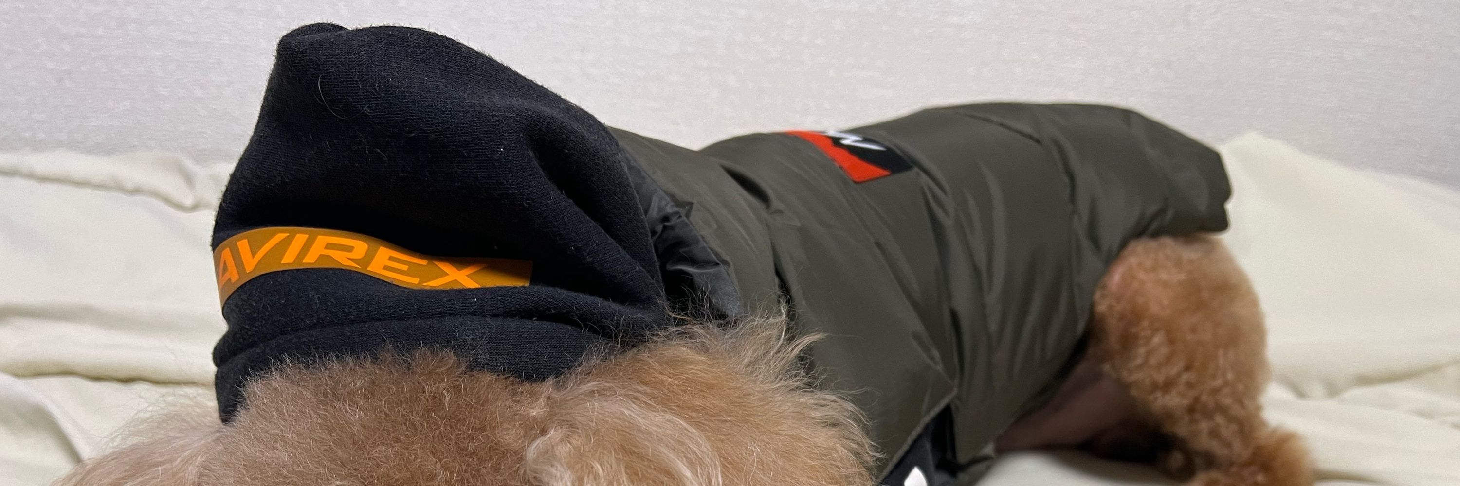 マサオ🐶氏