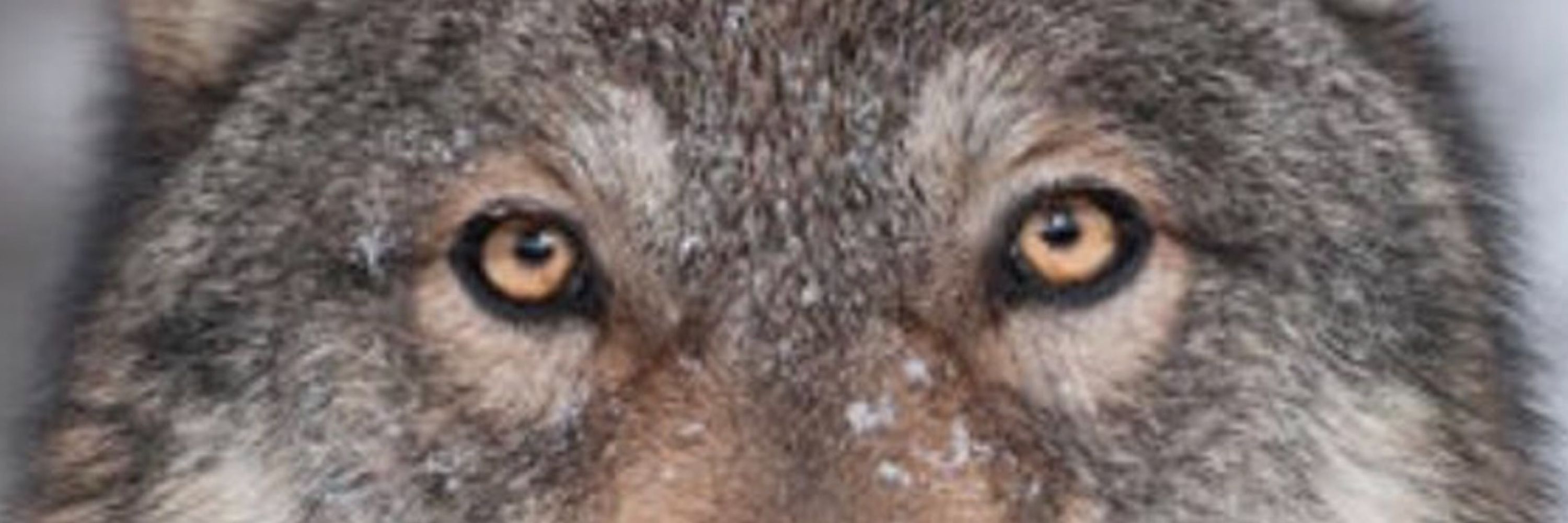 Canis Lupus