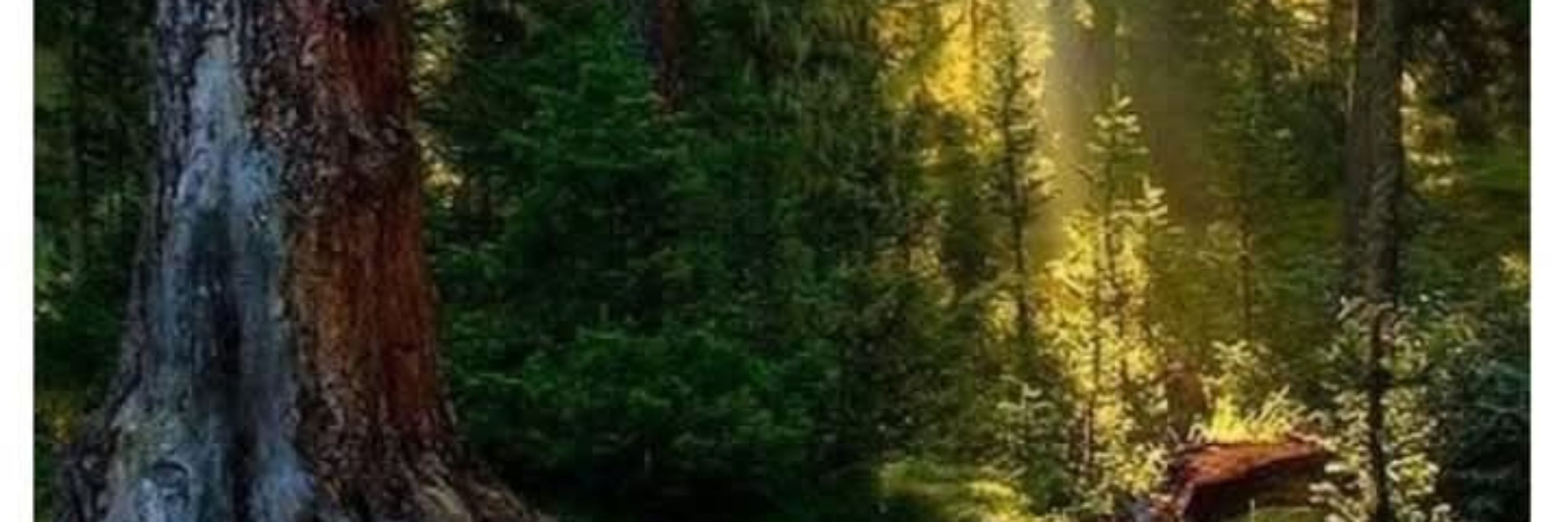 Mejri