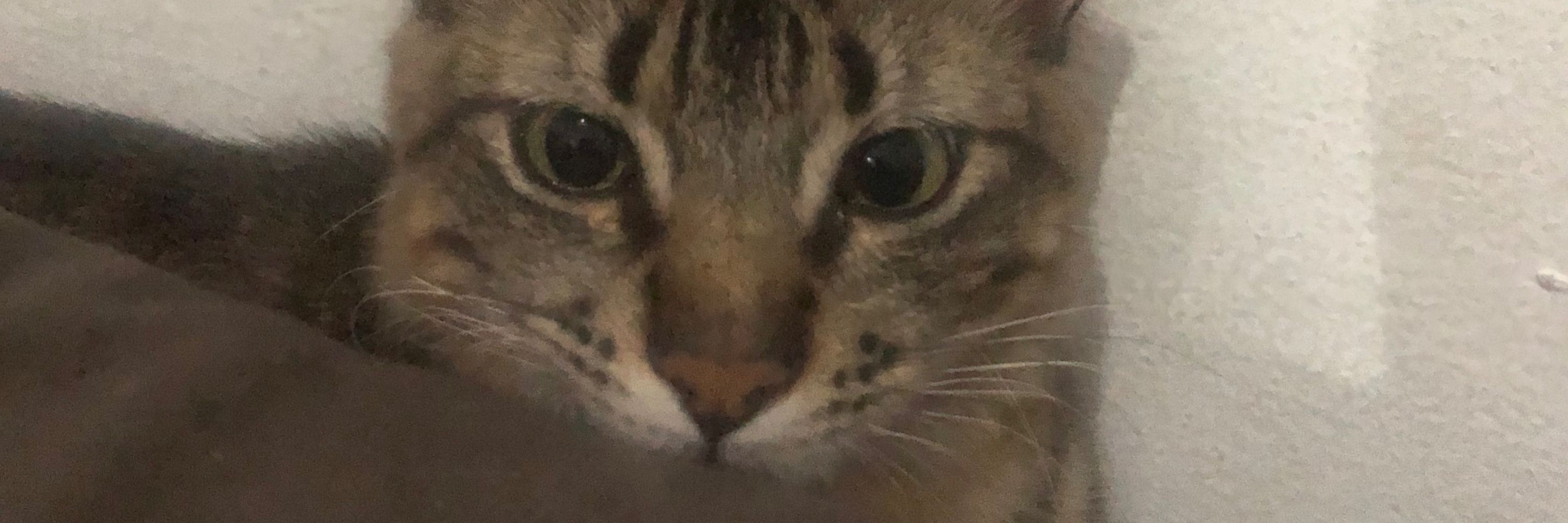 Lulu🫰🏻