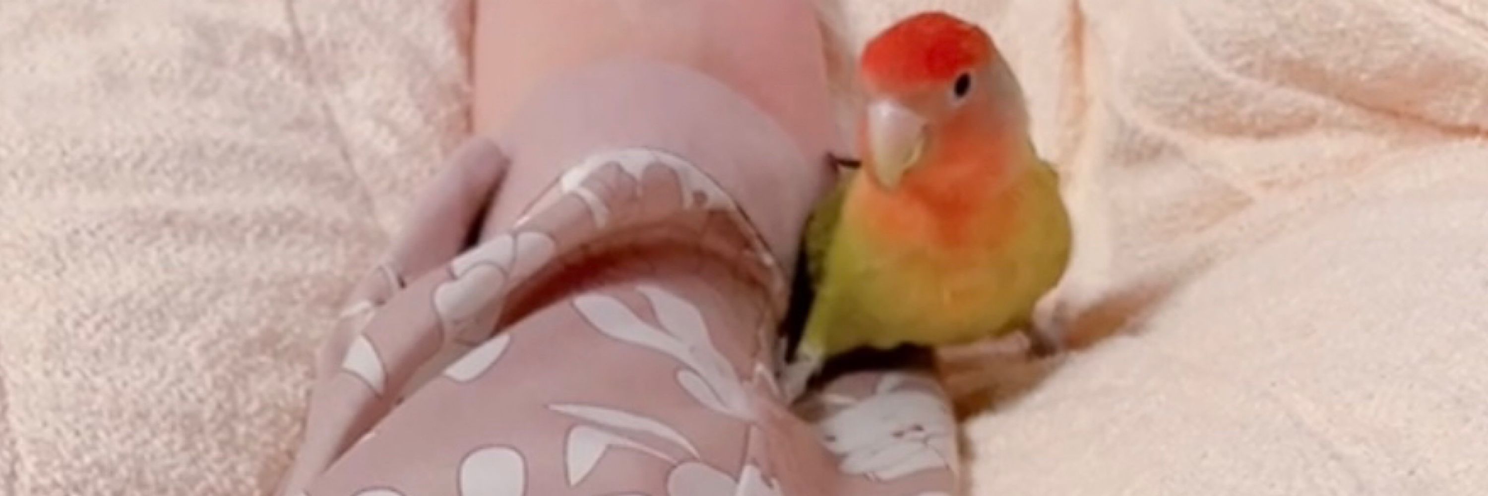 みこのもの