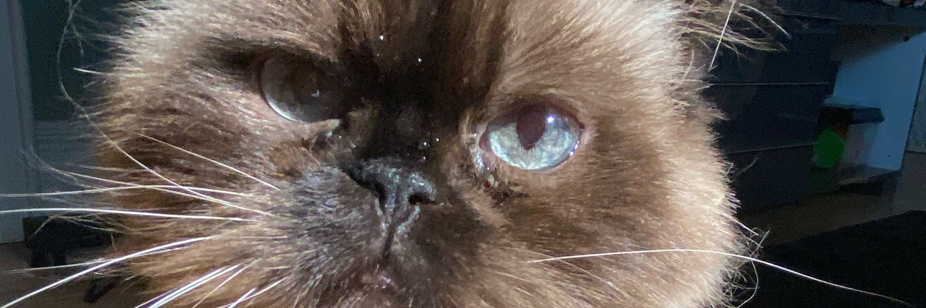 ✨Vic✨