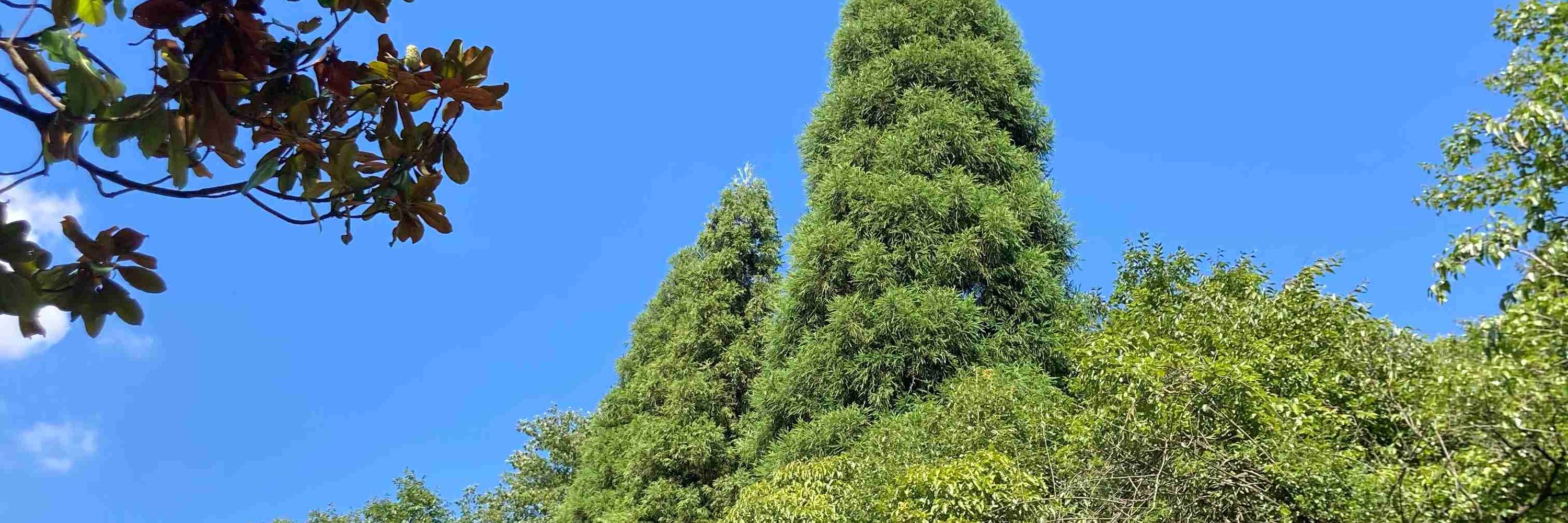 青萍风