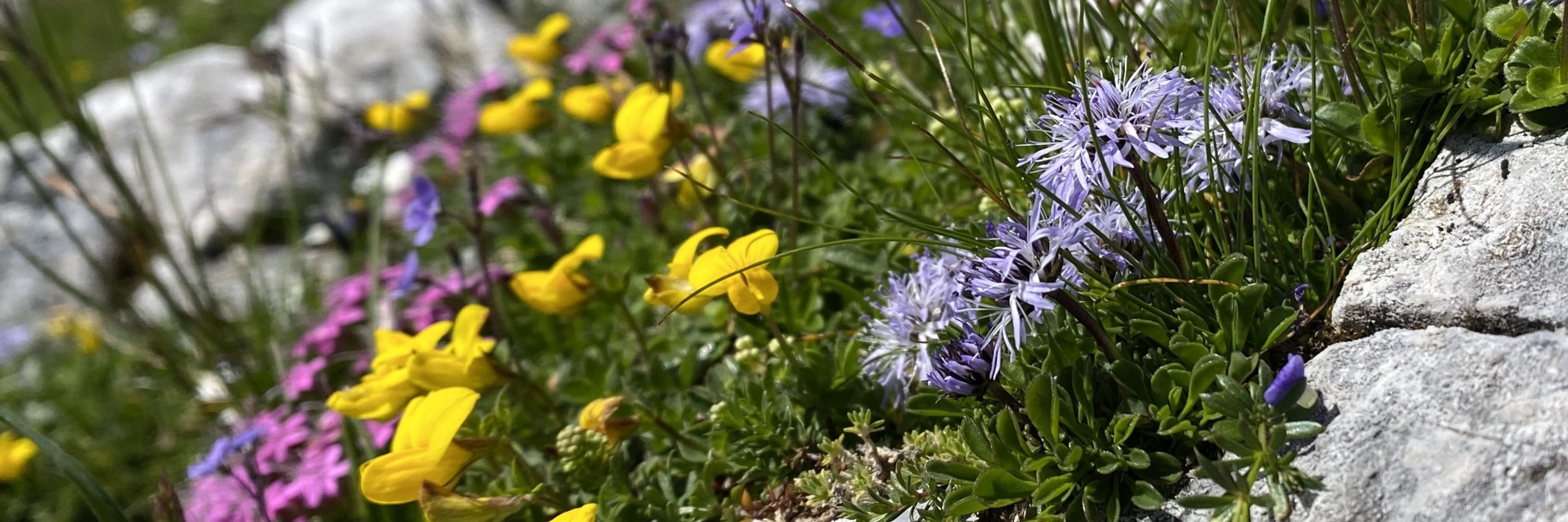 Journal of Vegetation Science