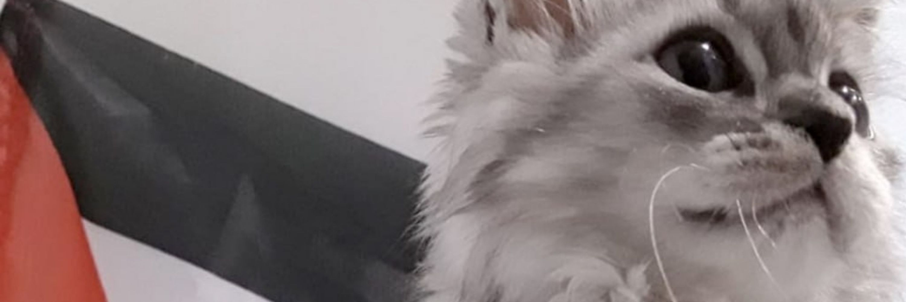 Jojo 