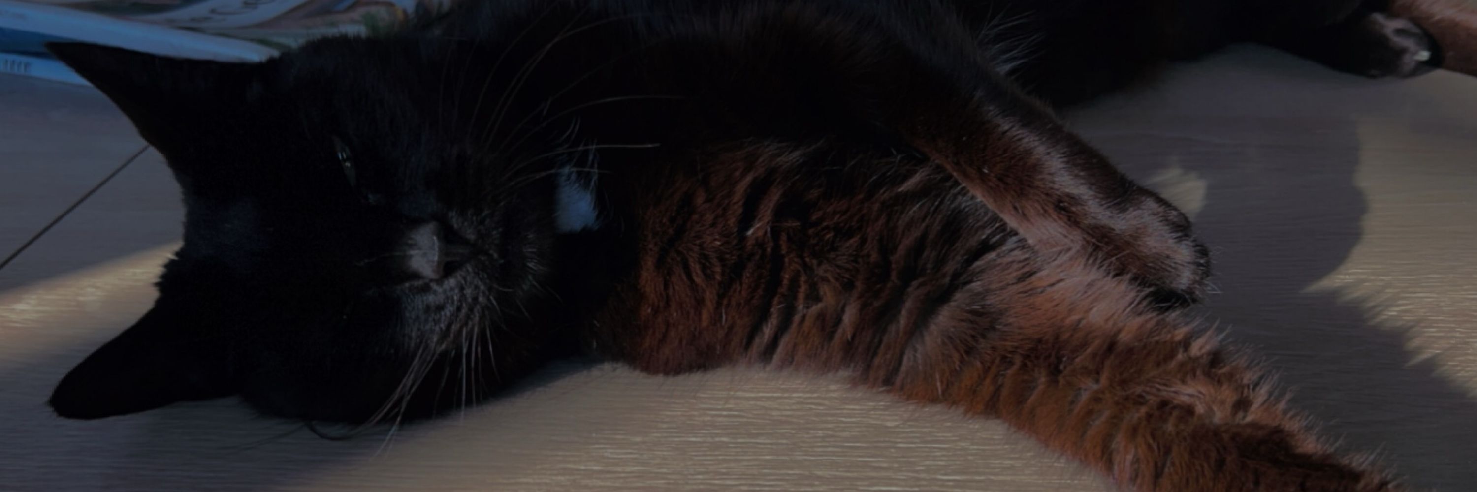 softest kitties ᓚ₍⑅^..^₎♡