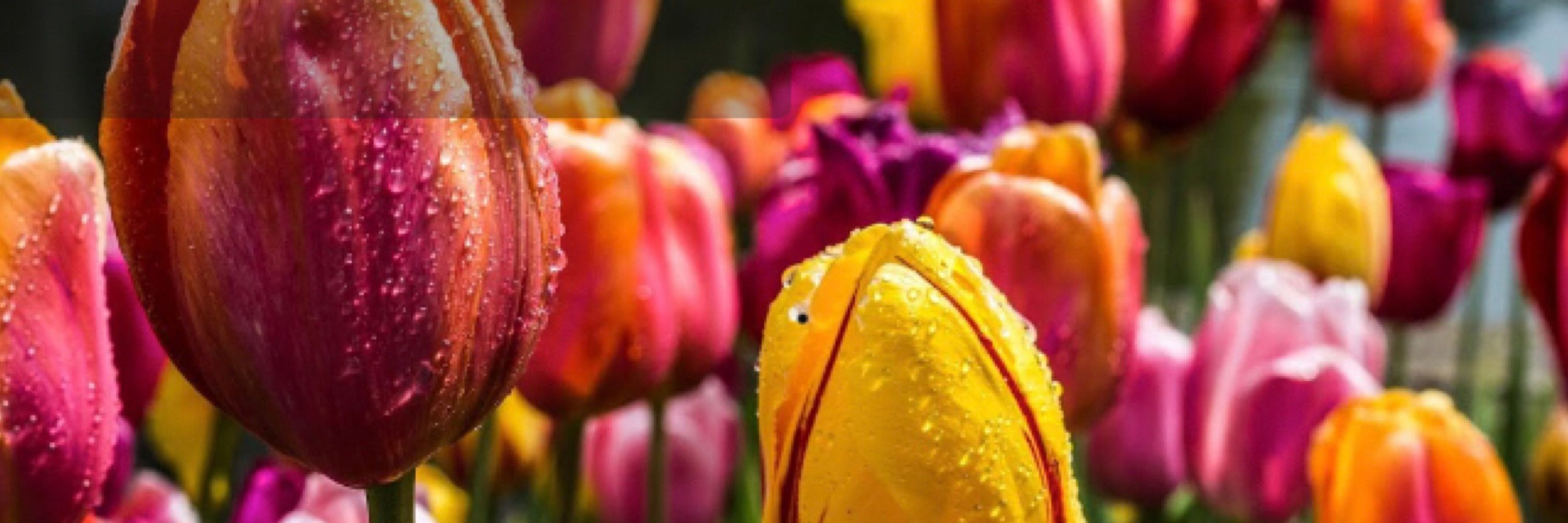 Danielle Eroglu-Schipper 🌷