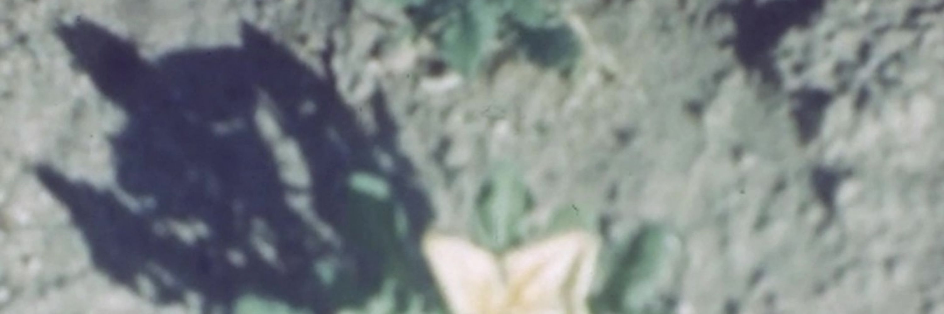 ginimeh