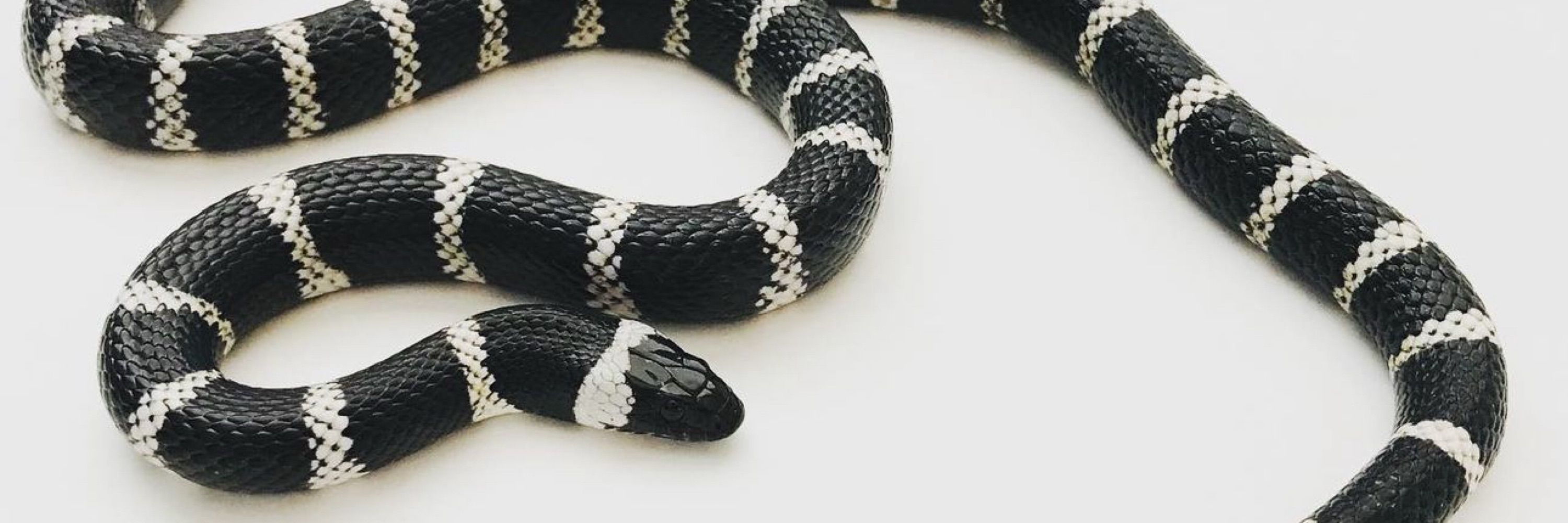 Herp Nation