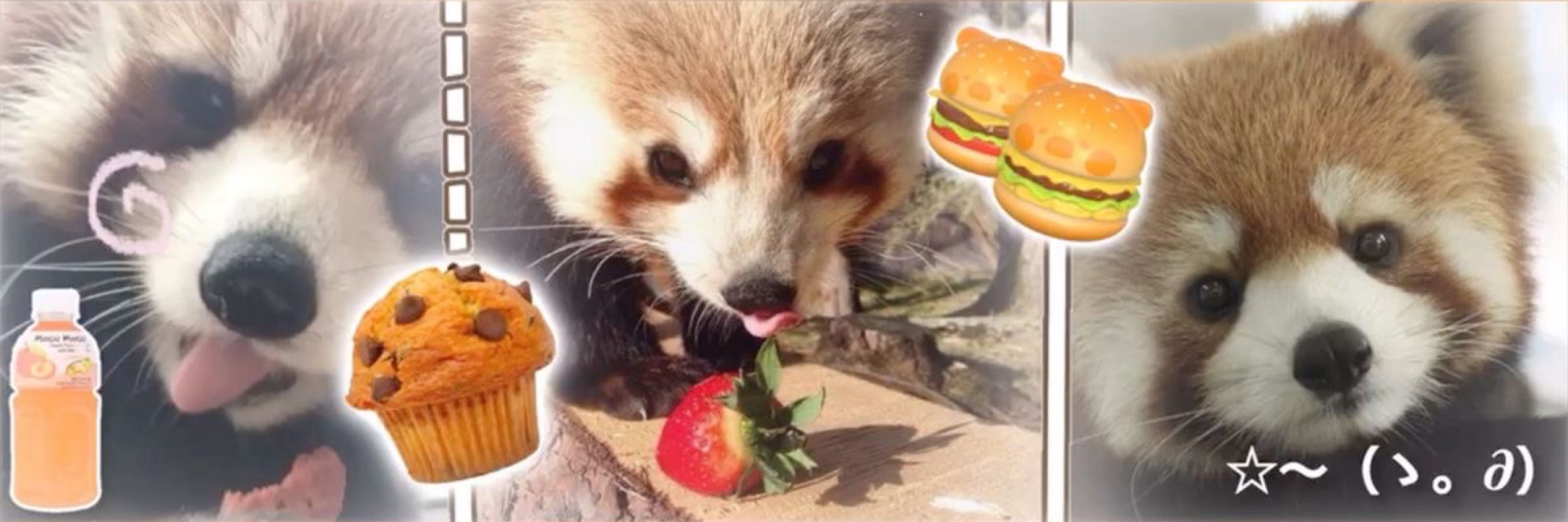 daily red panda