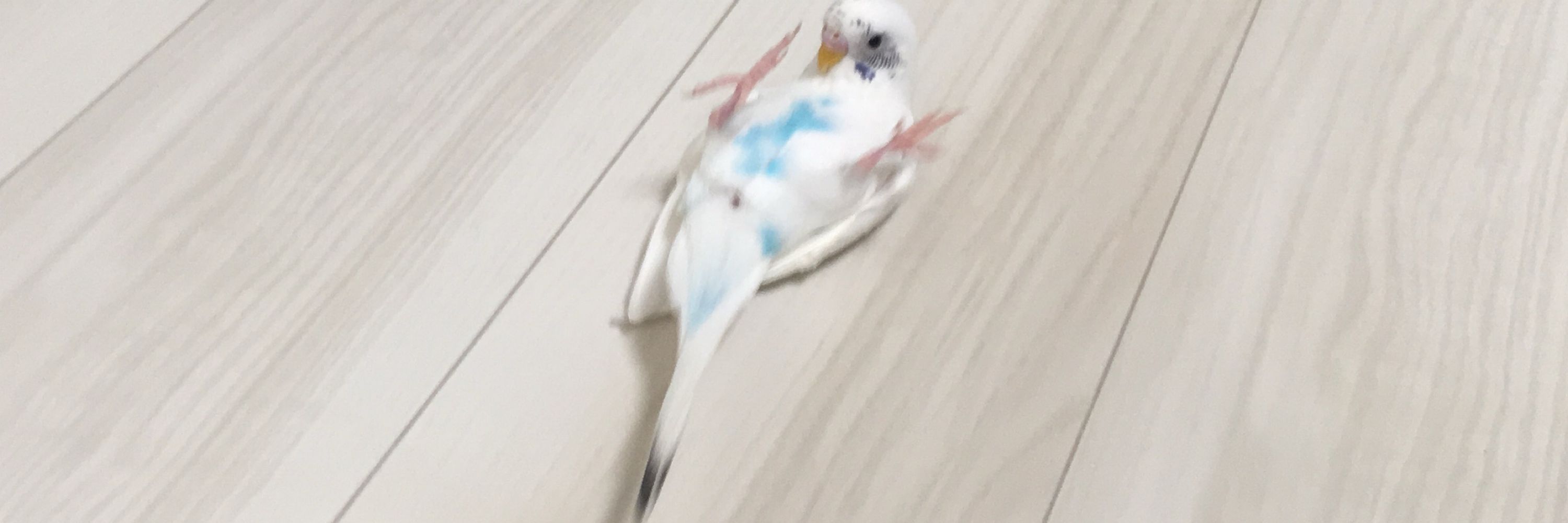 空飛ぶおもち@セキセイインコ白ハルクイン