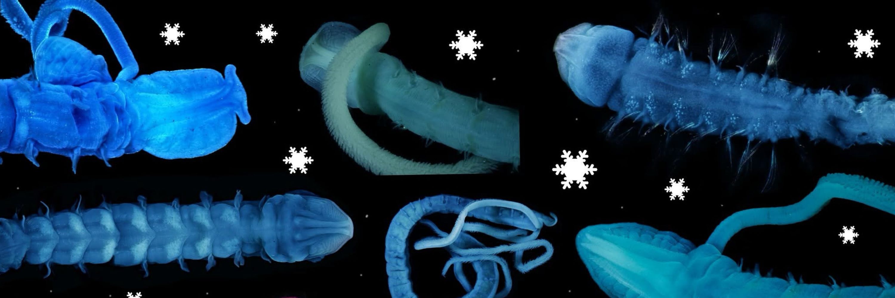 Polychaete Bob