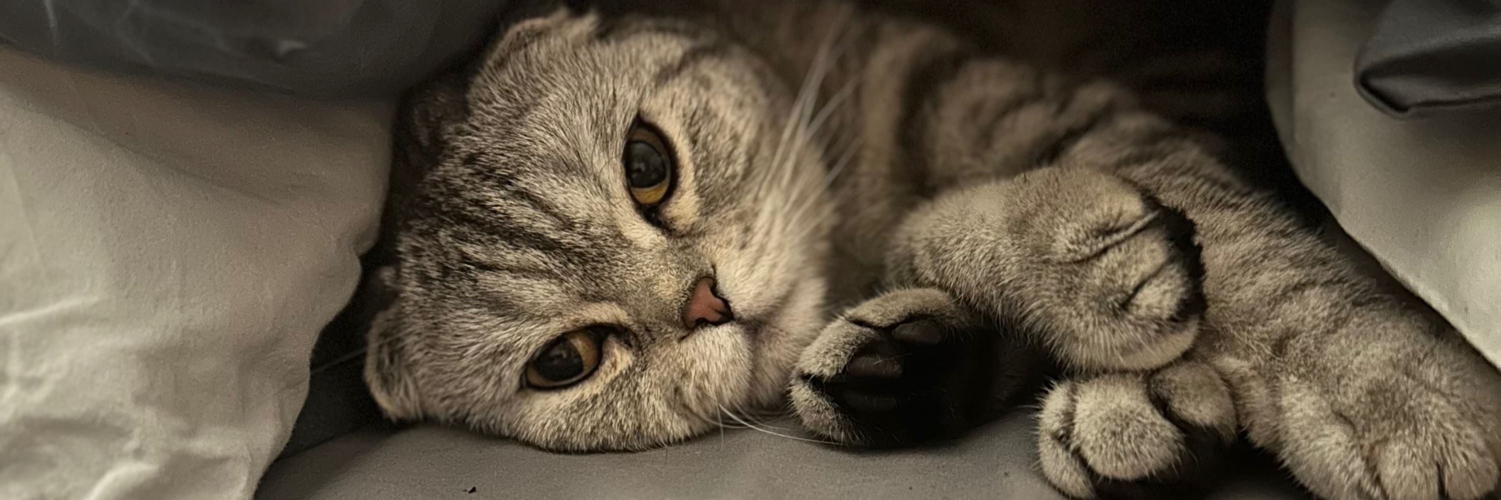 Meredith 🩶