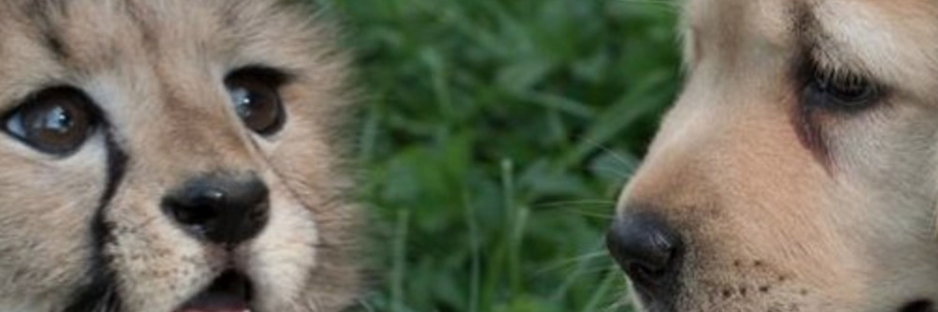 Baby Cheetah (Marxist)