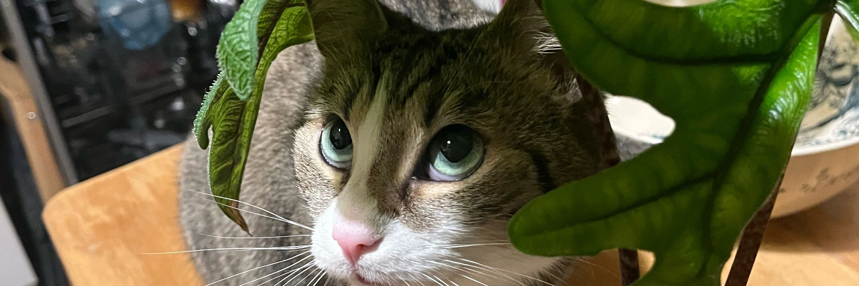 Juju au jardin