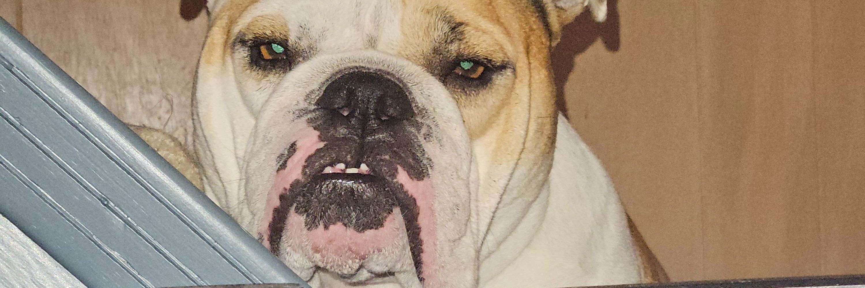Royals rooting dog