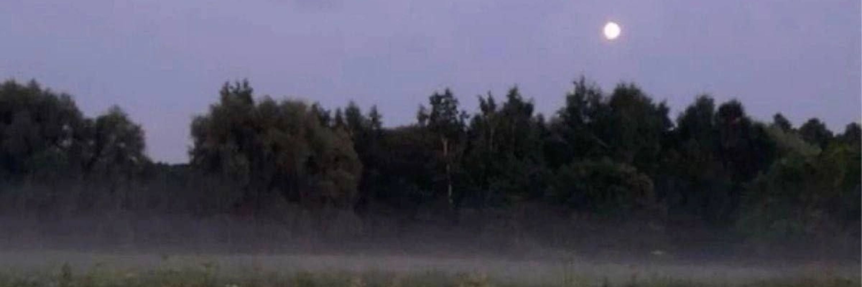 🫀Разноцветный волчонок🫀