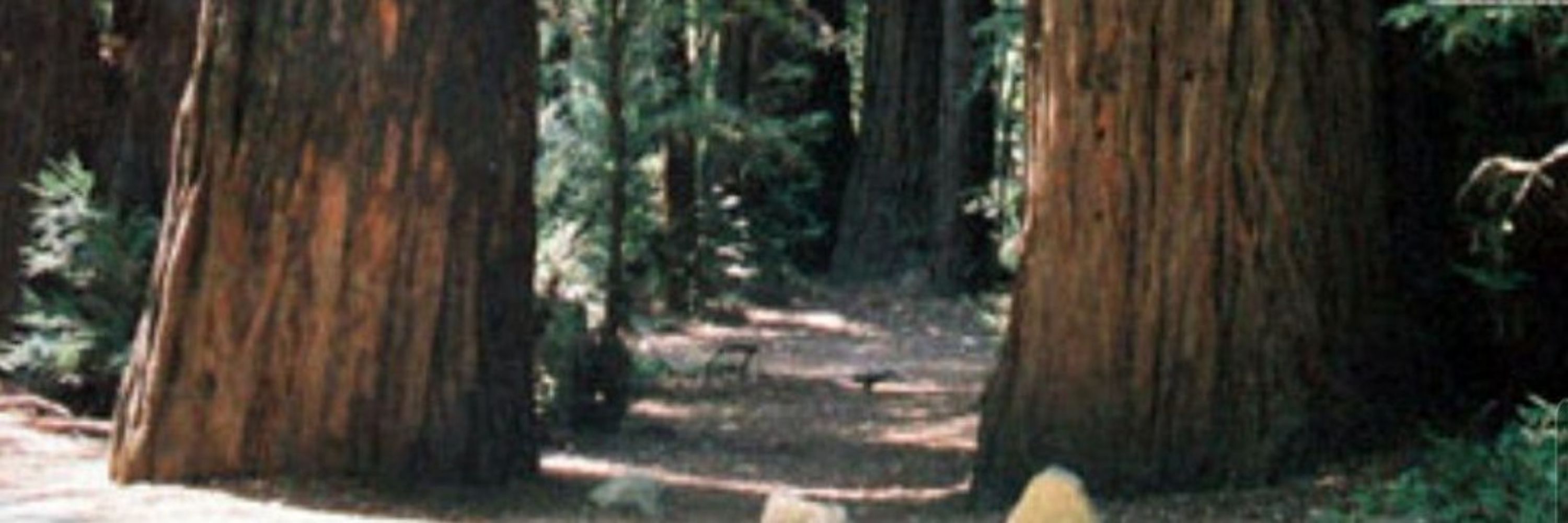 Tree Sapien
