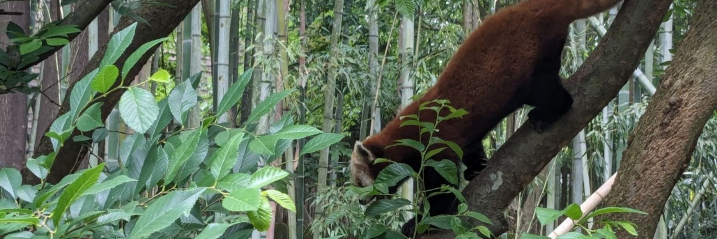 Whatifabear