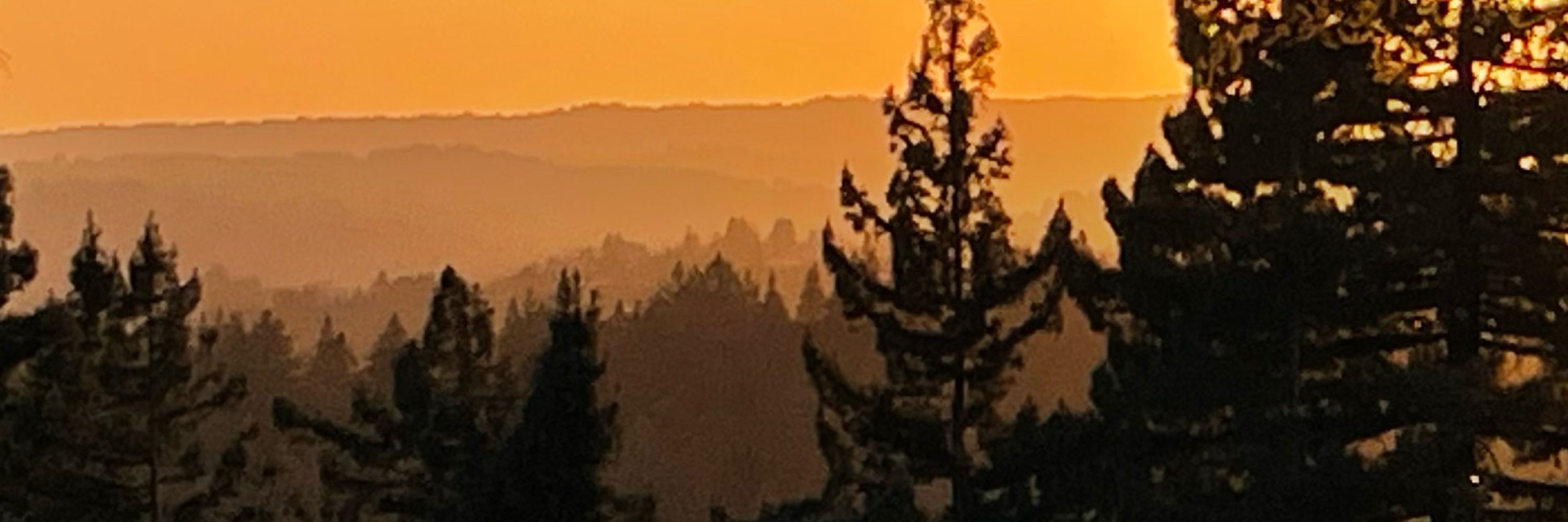 Jane of the Redwoods