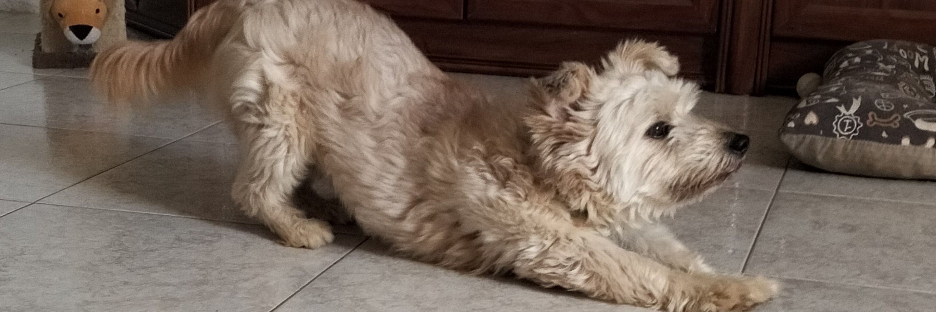 Cristi🐶✨🍅❤️‍🔥🍊🌈