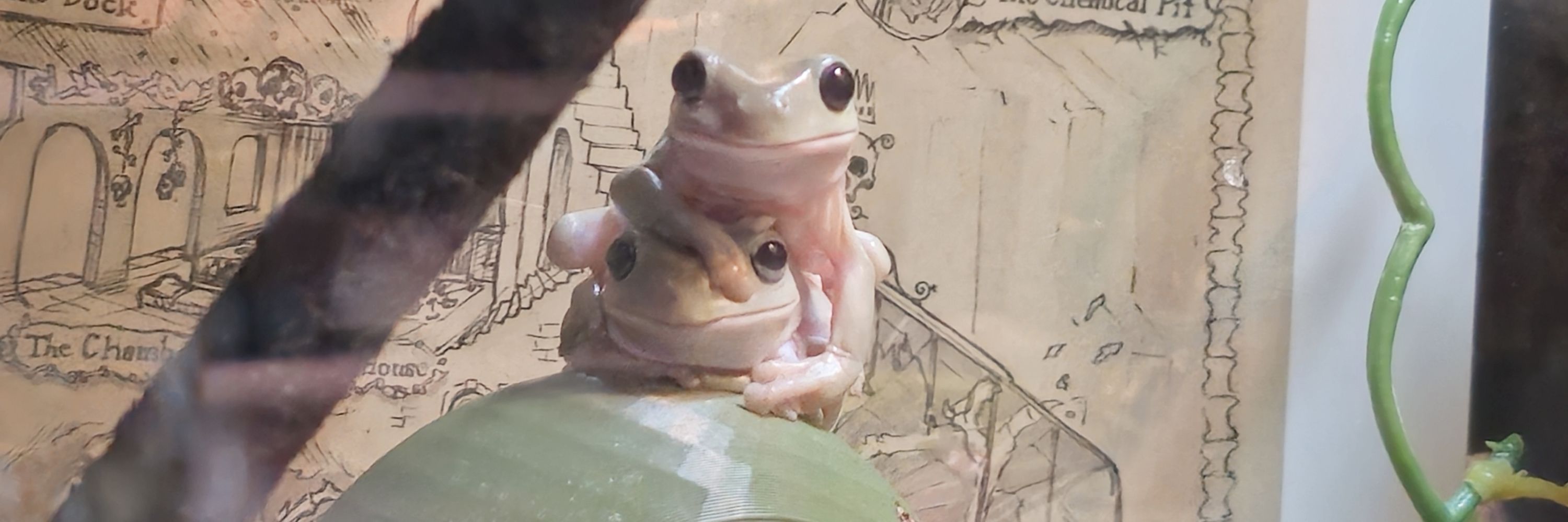 Eoghan (SquiffyBéire)