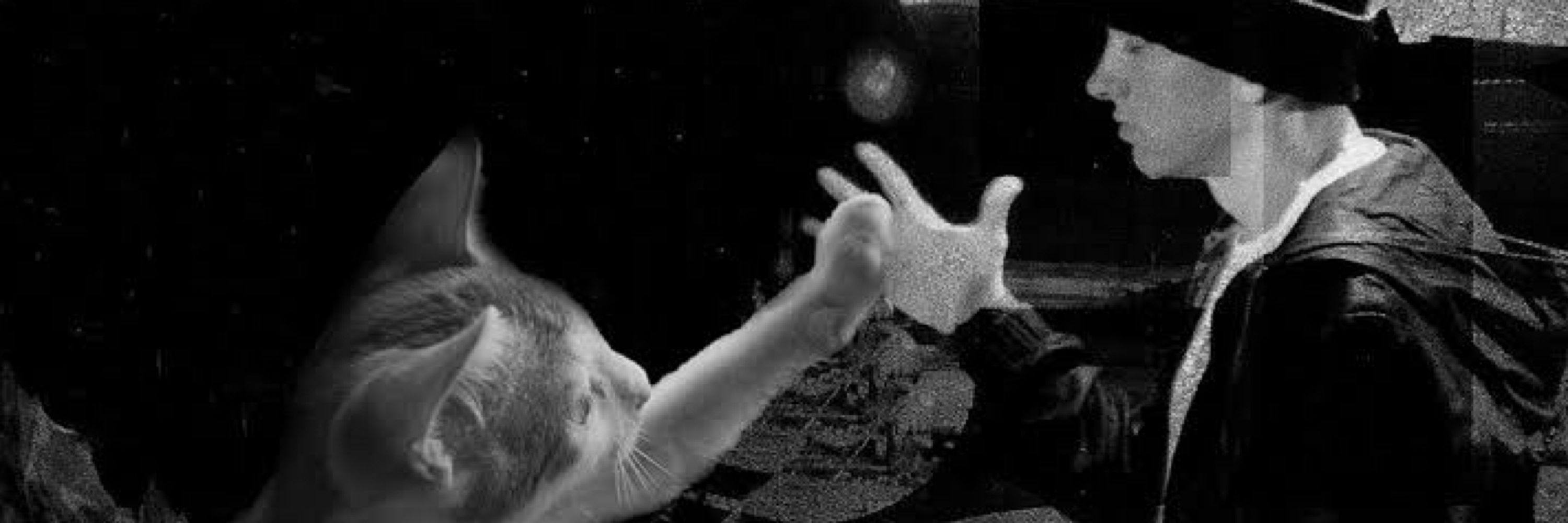 gato bebê