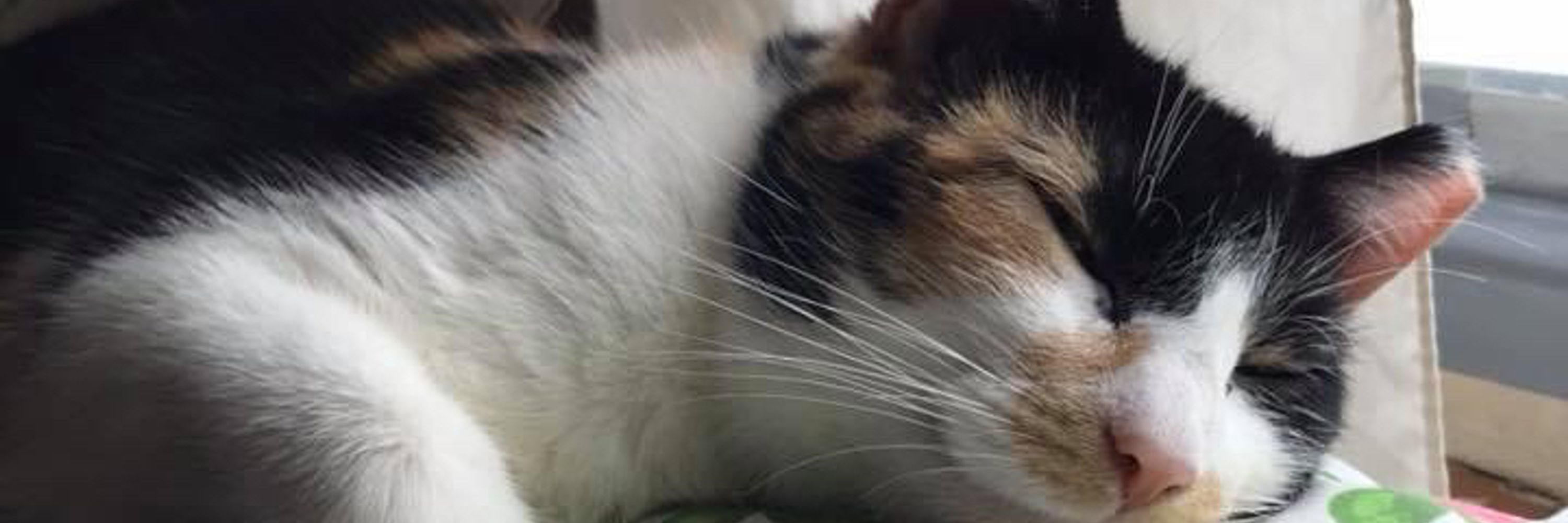 Sher the Feline Felon 
