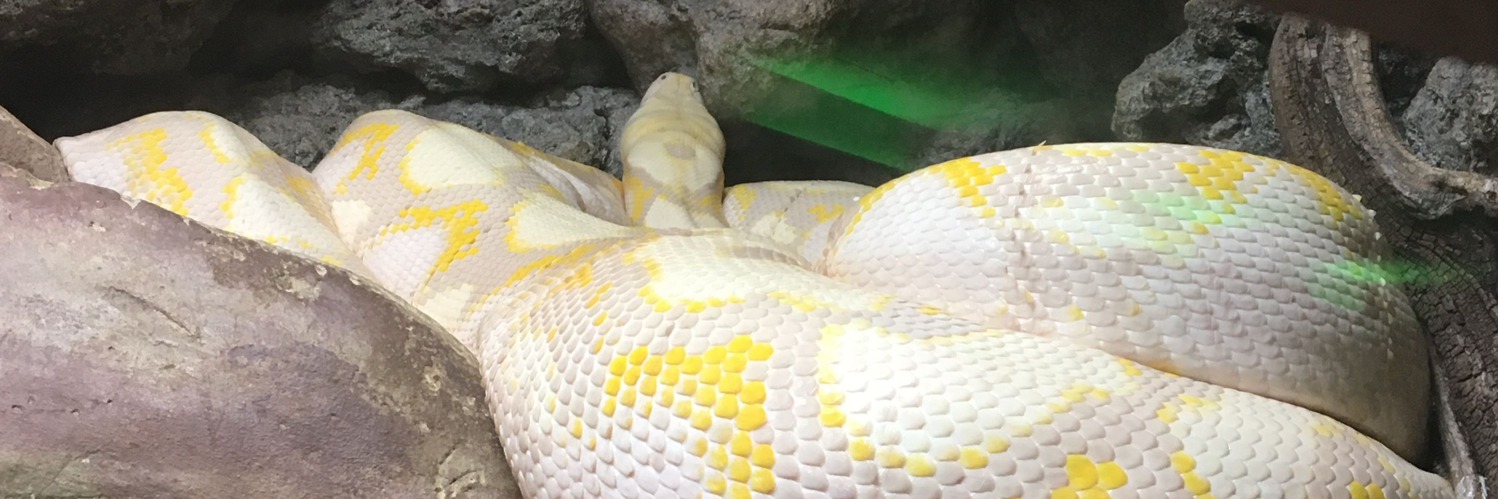 Kaa’s Jungle