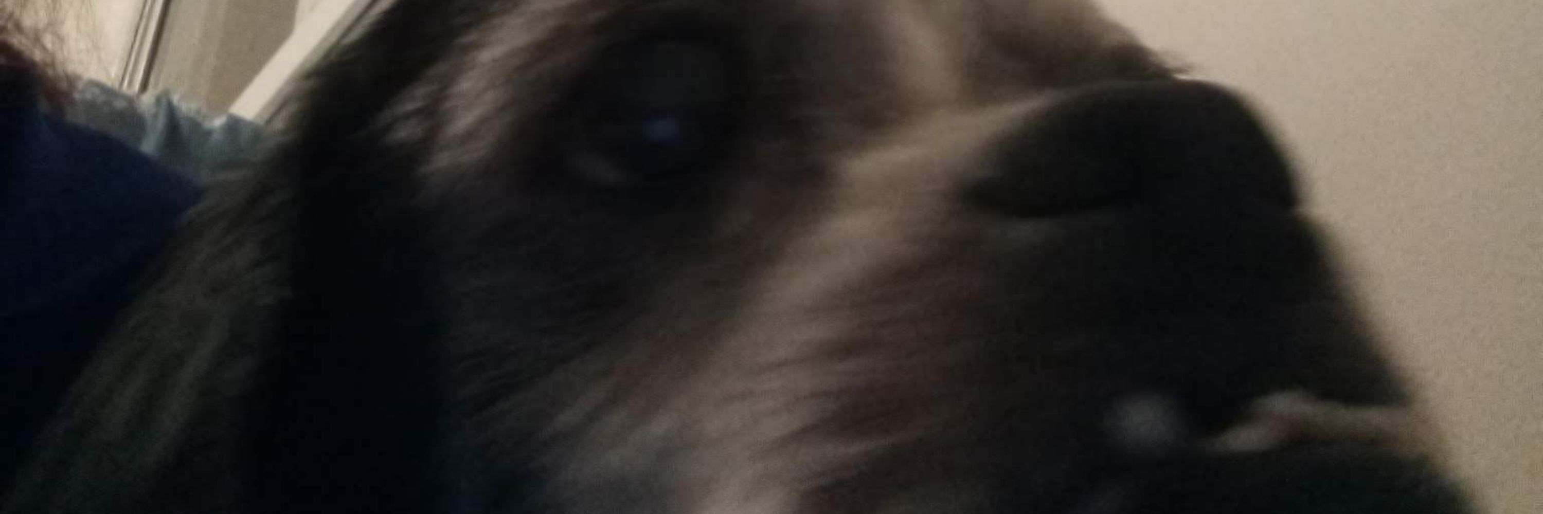 l.