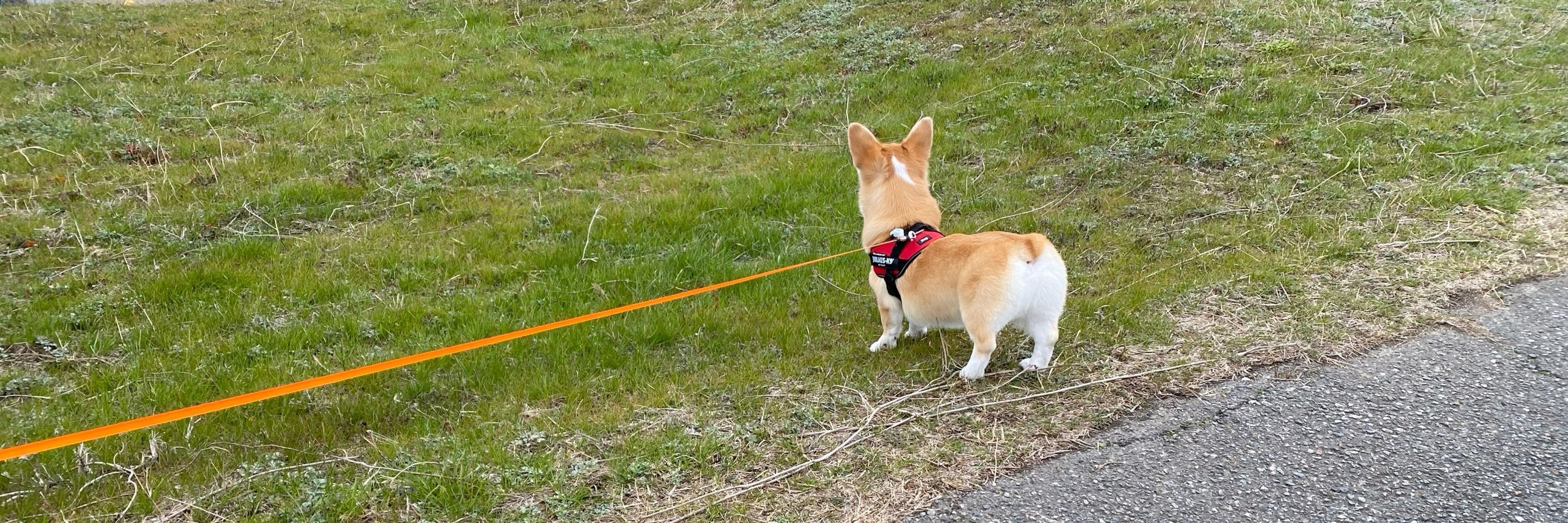 いぬくん
