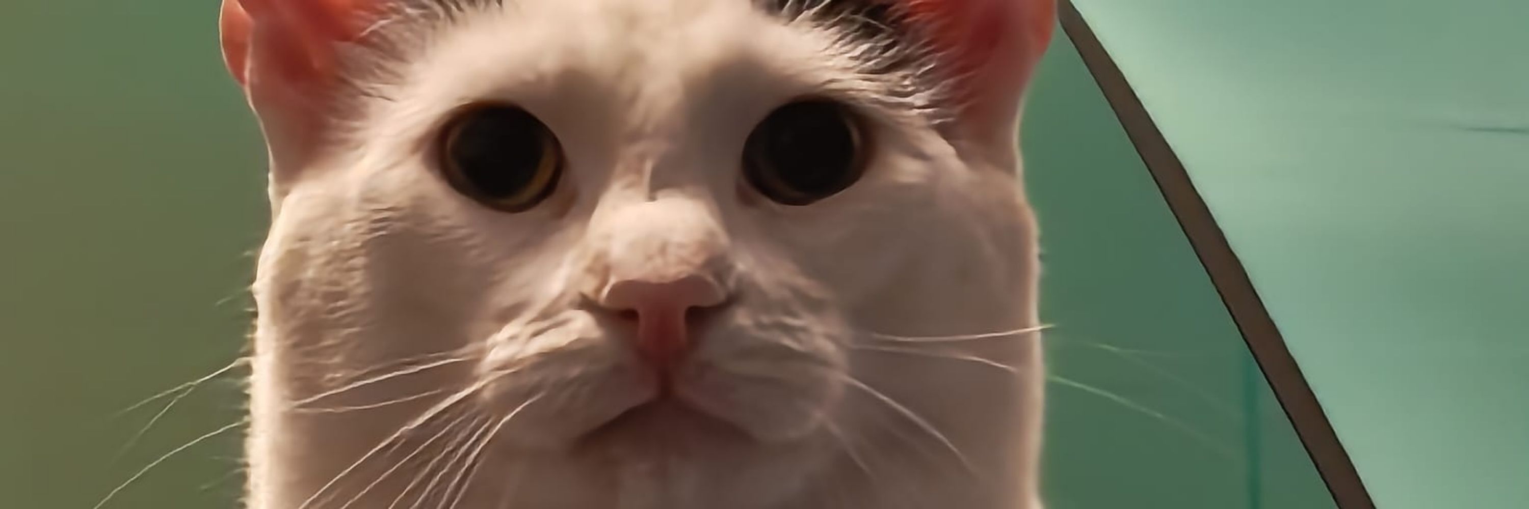 cattony 🌈 🍉