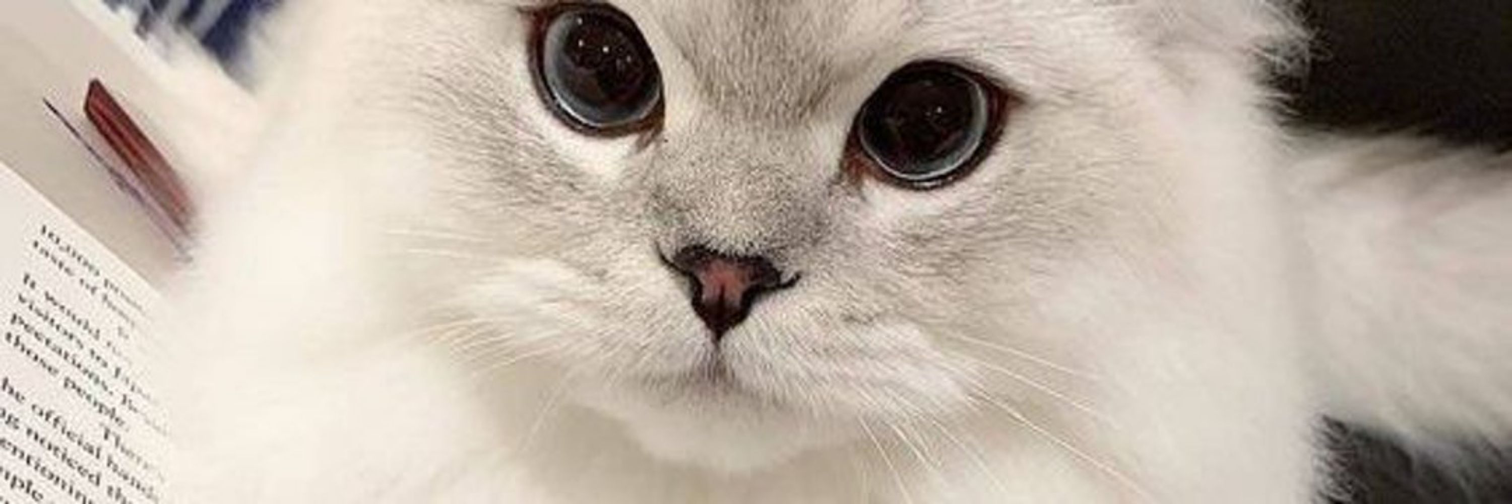 lili do lele 🐈‍⬛COM SDDS DO DREAM 