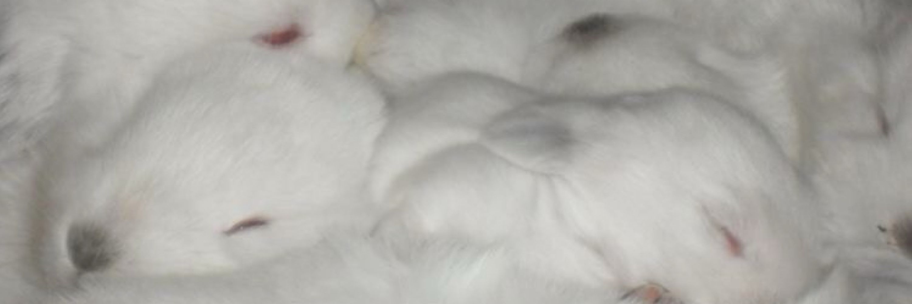 ✩✩✩✩✩