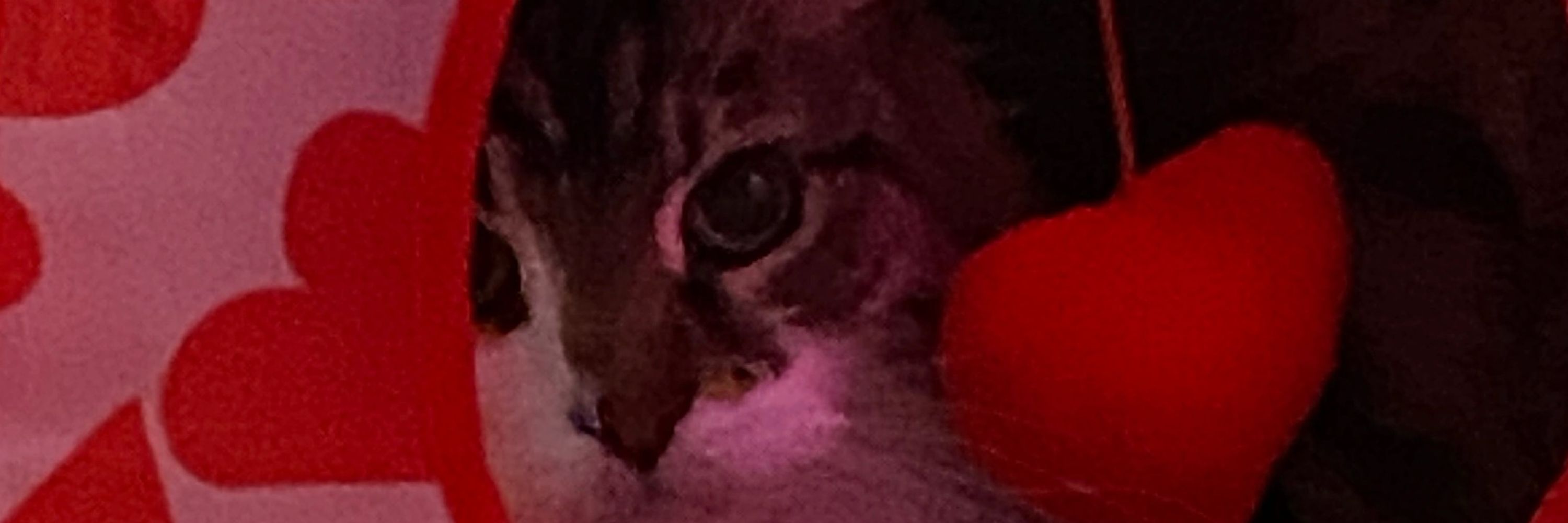 Mimi
