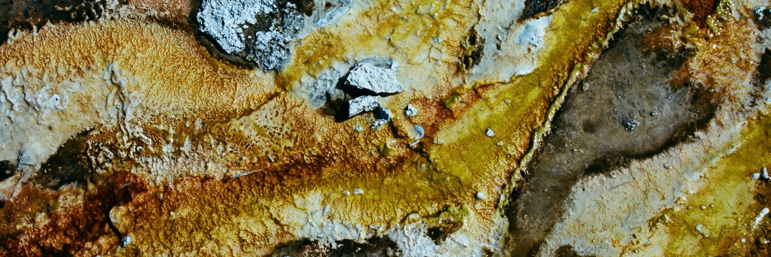 colliflower