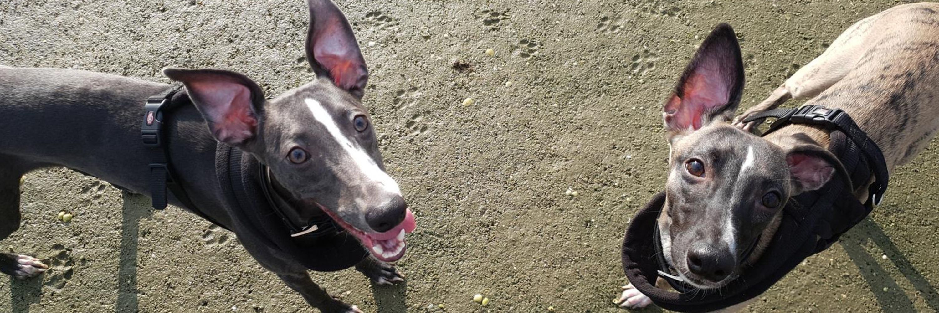 Whippet Bros