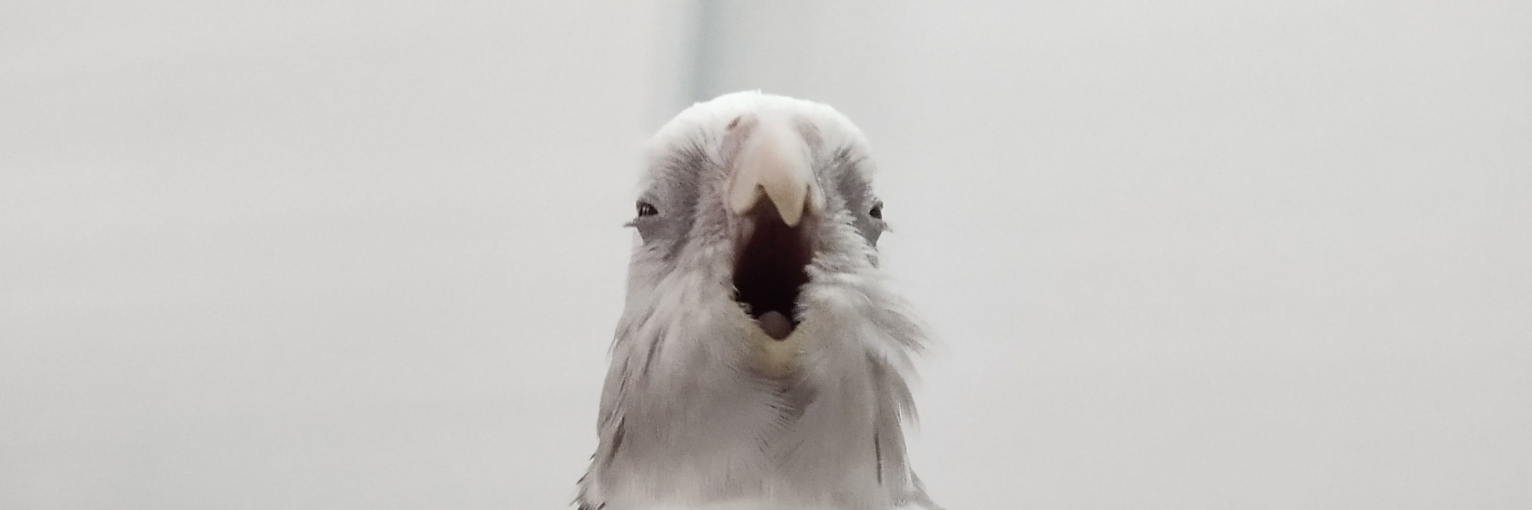 Nequam 🦜✨
