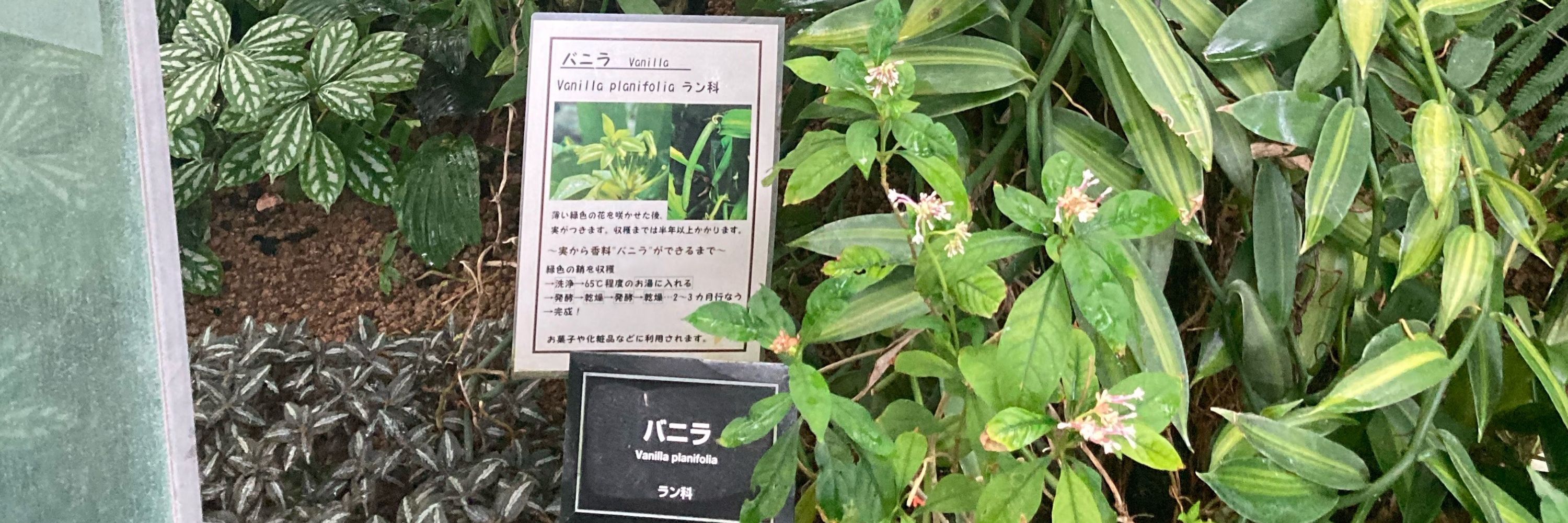 こんぶ