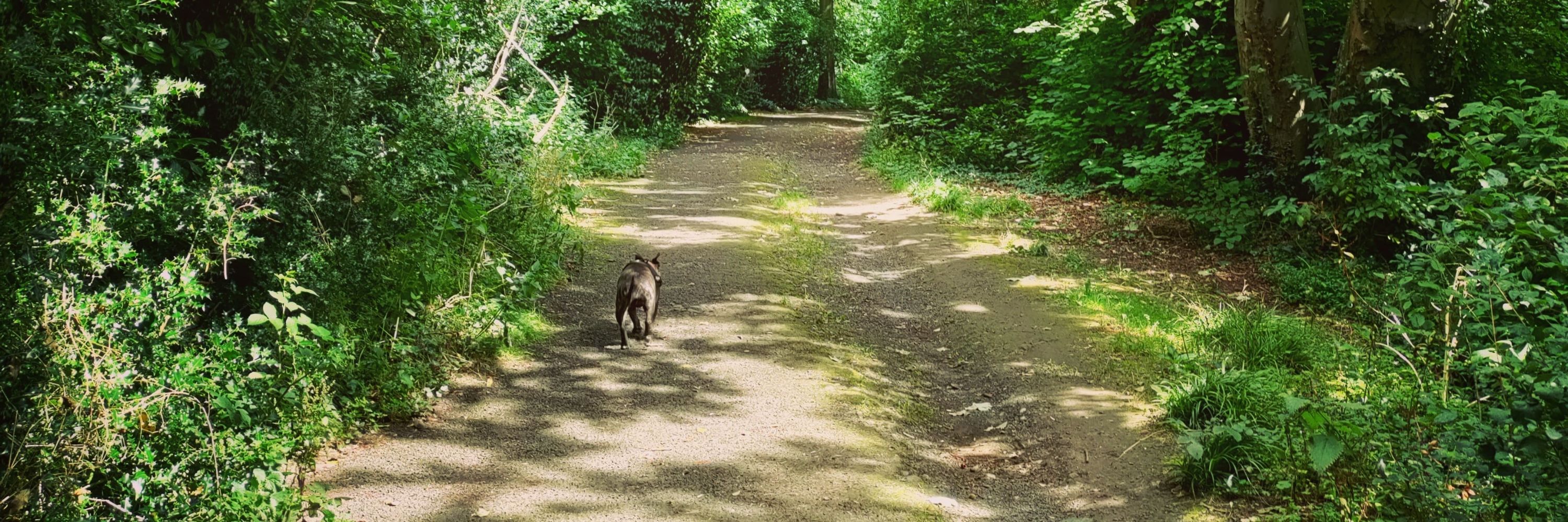 Chip Getaway