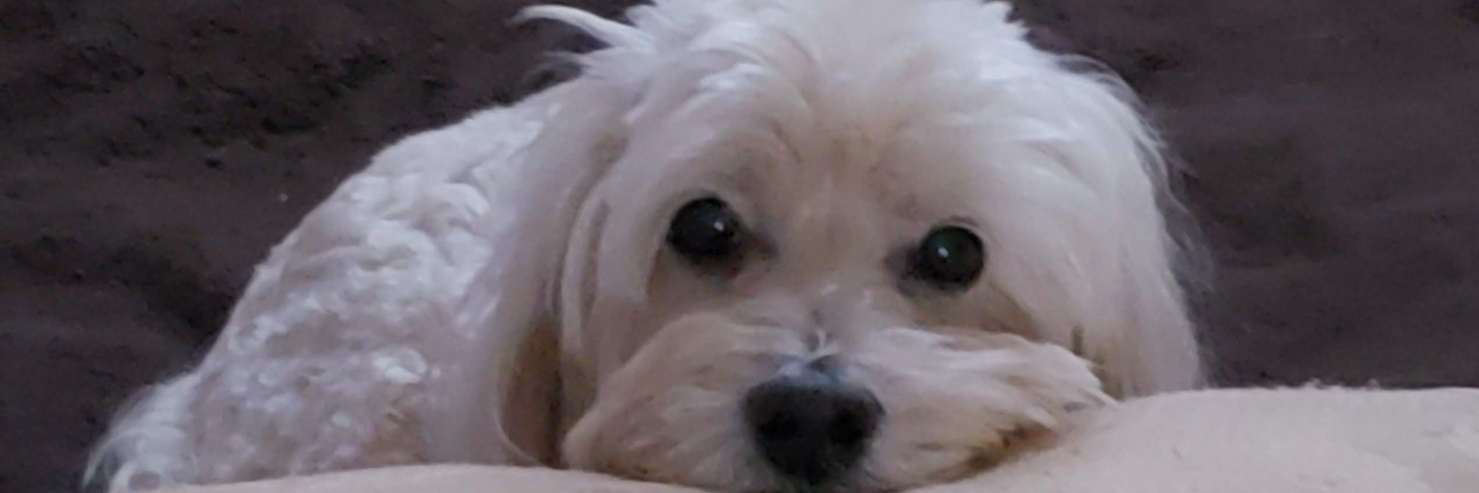 Riley The Dog